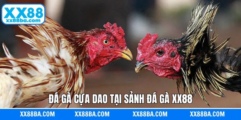 Chọi gà cựa dao thu hút khách hàng