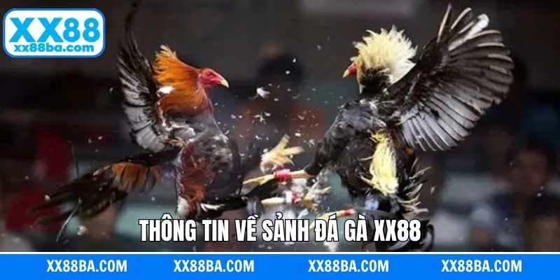 Giới thiệu tổng quan về chuyên mục đá gà XX88